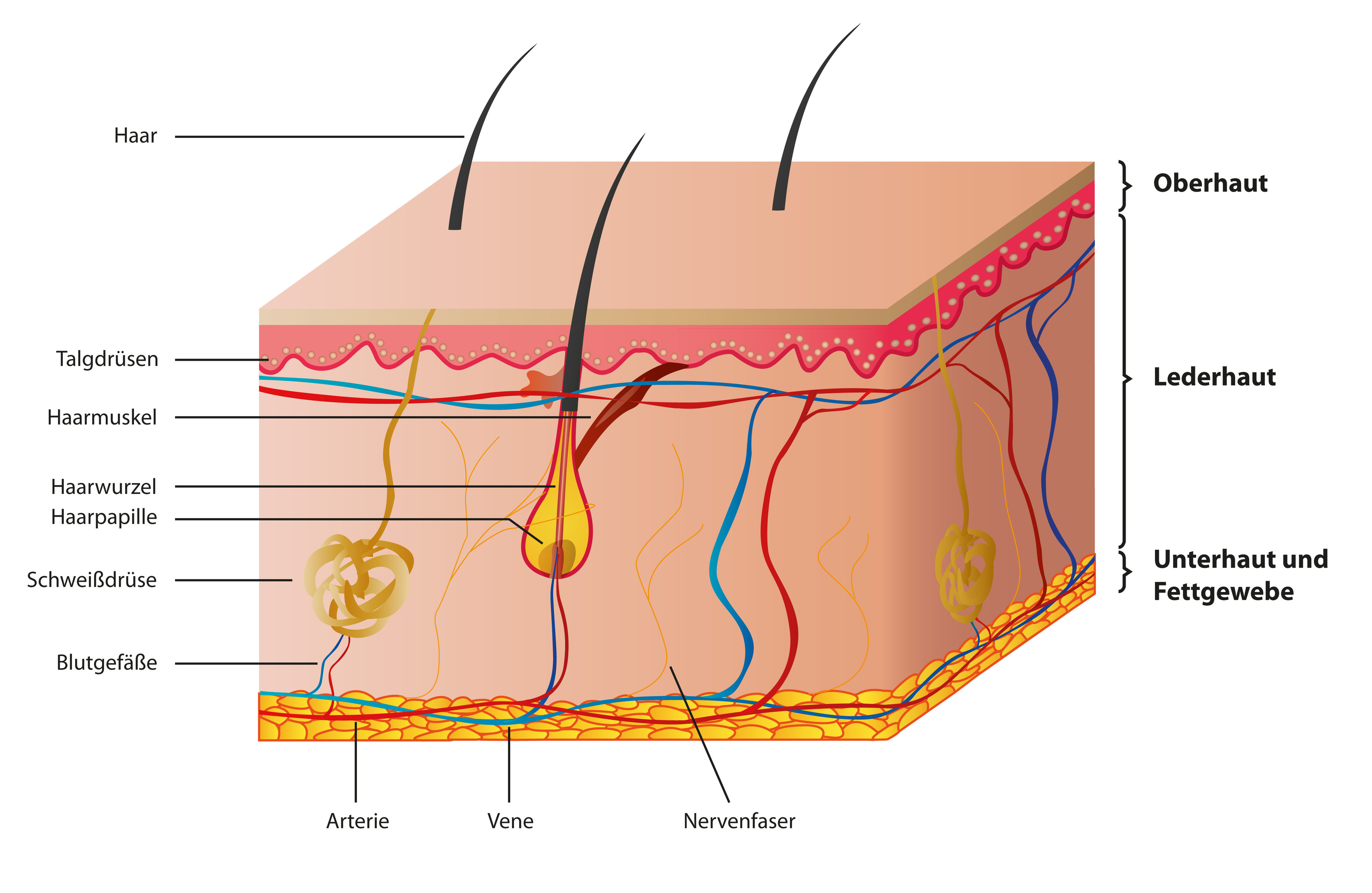 ▷ qué es y cómo quitar un angioma iml